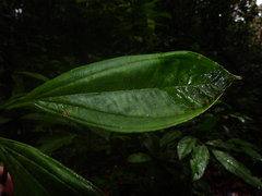 Miconia prasina
