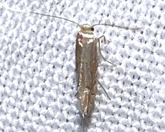 Phyllonorycter aeriferella