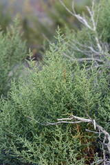 Salsoleae