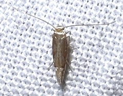 Phyllonorycter aeriferella