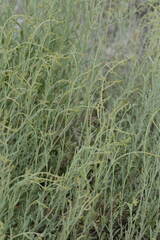 Salsoleae