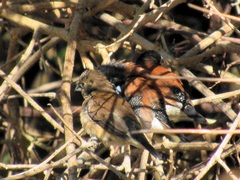 Spermestes bicolor nigriceps