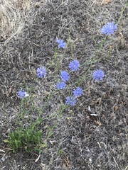 Cichorium intybus