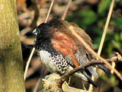 Spermestes bicolor nigriceps