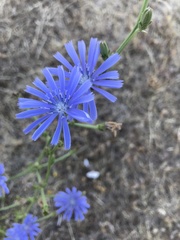 Cichorium intybus