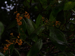 Miconia prasina