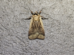 Parabagrotis