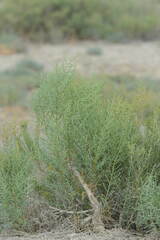 Salsoleae