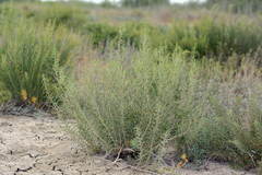 Salsoleae