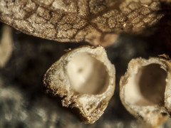 Caryomyia striolacrustum