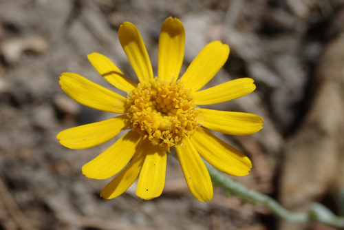 Eriophyllum lanatum var. obovatum