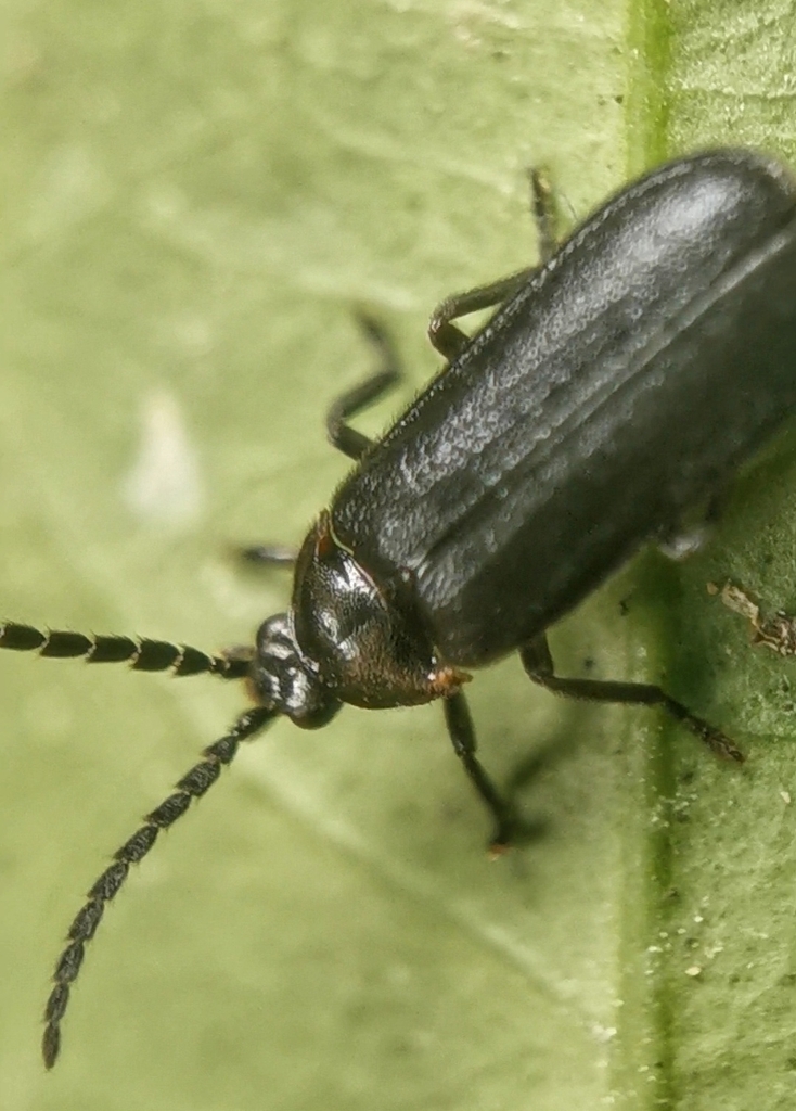 Drilaster bakeri