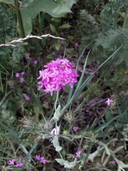 Atocion hypanicum