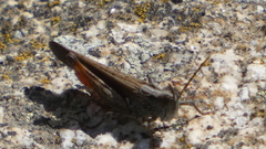 Omocestus raymondi