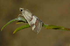 Tegostoma