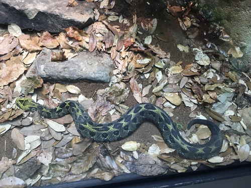 Bale Mountains adder, Bitis parviocula