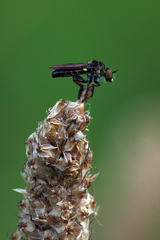 Hadrokolos texanus