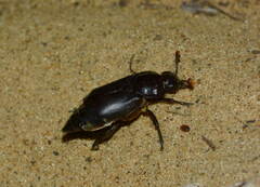 Nicrophorus satanas
