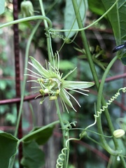 Protandrena passiflorae