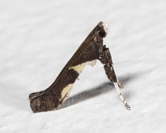 Caloptilia umbratella