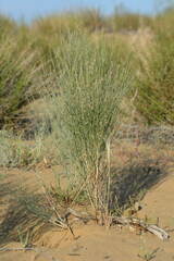 Eremosparton aphyllum