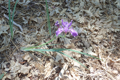 Iris hartwegii australis