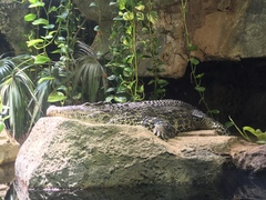 Crocodylus rhombifer