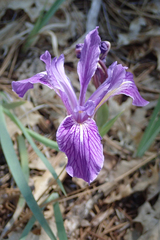 Iris hartwegii australis