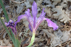 Iris hartwegii australis