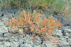 Zygophyllum pinnatum