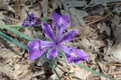 Iris hartwegii australis