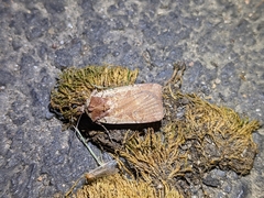 Parabagrotis