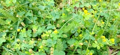 Medicago lupulina