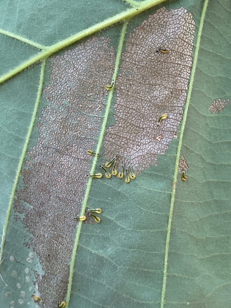 Winged and Once-winged Insects from Prairie Ridge Ecostation on June 28 ...