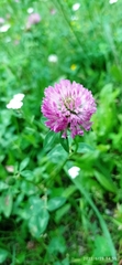 Trifolium pratense