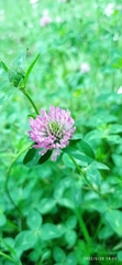 Trifolium pratense
