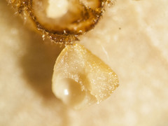 Caryomyia striolacrustum