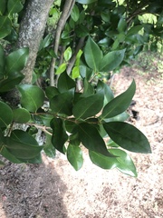 Ligustrum japonicum