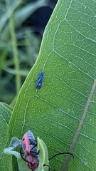 Graphocephala hieroglyphica