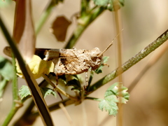 Oedipoda caerulescens