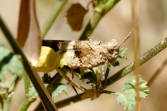 Oedipoda caerulescens