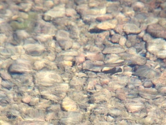 Richardsonius egregius