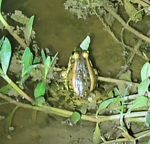Eastern Golden Frog