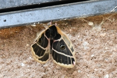 Agapema homogena