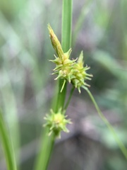 Carex cryptolepis