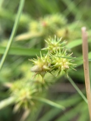 Carex cryptolepis