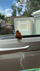 Polygonia c-album