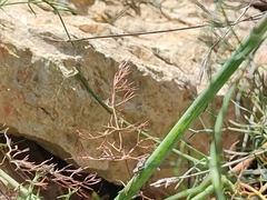 Salticus mutabilis