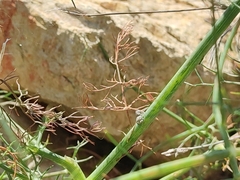 Salticus mutabilis