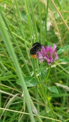 Bombus lapidarius